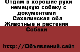 Отдам в хорошие руки немецкую собаку с документами - Сахалинская обл. Животные и растения » Собаки   